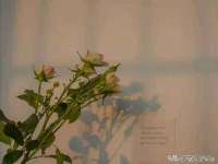 芜湖湖曲电子商务有限公司